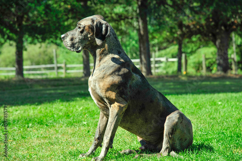 Great Dane dog sitting proper out at farm on summer day