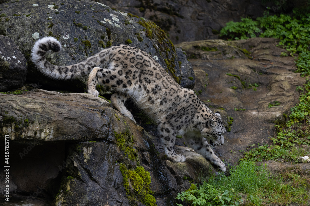 Wonderful snow leopard is relaxing on the rock and looking for food. A majestic animal with an amazing fur. Beautiful day with the snow leopards. Wonderful snow leopard is relaxing on the rock and looking for food. A majestic animal with an amazing fur. Beautiful day with the snow leopards.