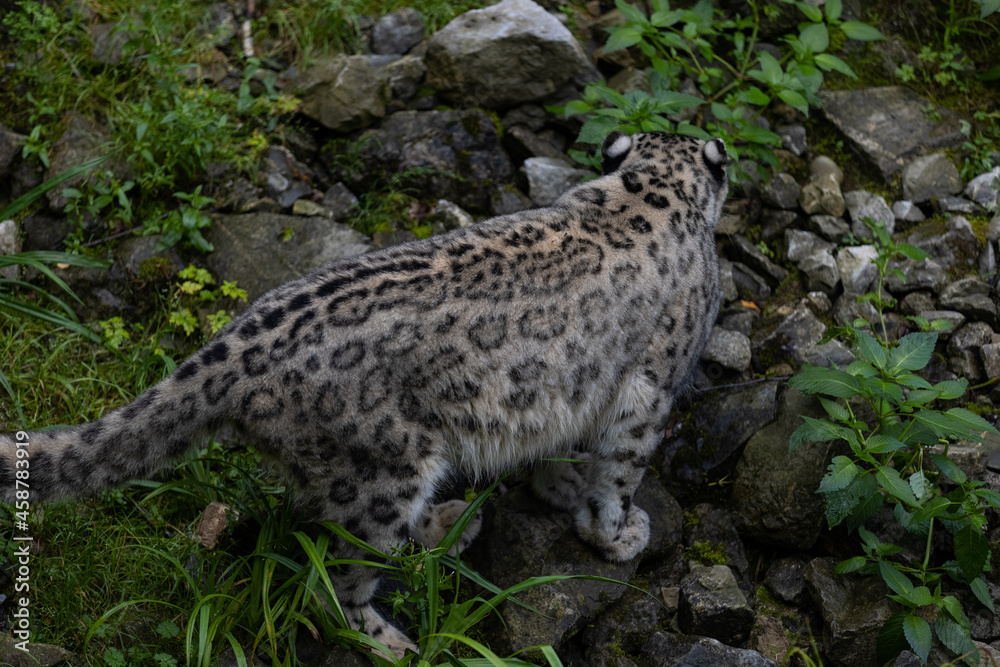 Obraz premium Wonderful snow leopard is relaxing on the rock and looking for food. A majestic animal with an amazing fur. Beautiful day with the snow leopards.