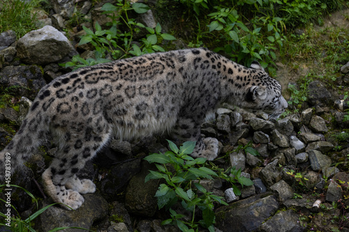 Wonderful snow leopard is relaxing on the rock and looking for food. A majestic animal with an amazing fur. Beautiful day with the snow leopards.