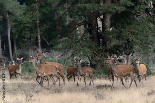  Red deer stag  Cervus elaphus  male and a group female deer in rutting season on the field of National Park Hoge Veluwe in the Netherlands. Forest in the background.                              