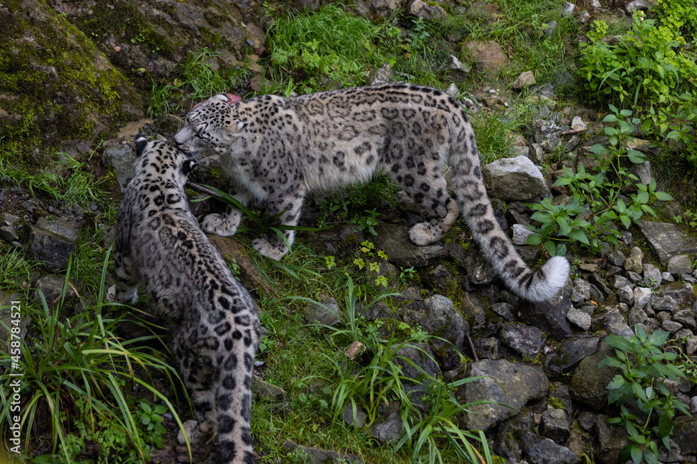 Majestic snow leopard eats a big meat and then an other snow leopard, i