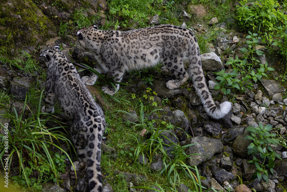 Majestic snow leopard eats a big meat and then an other snow leopard, i