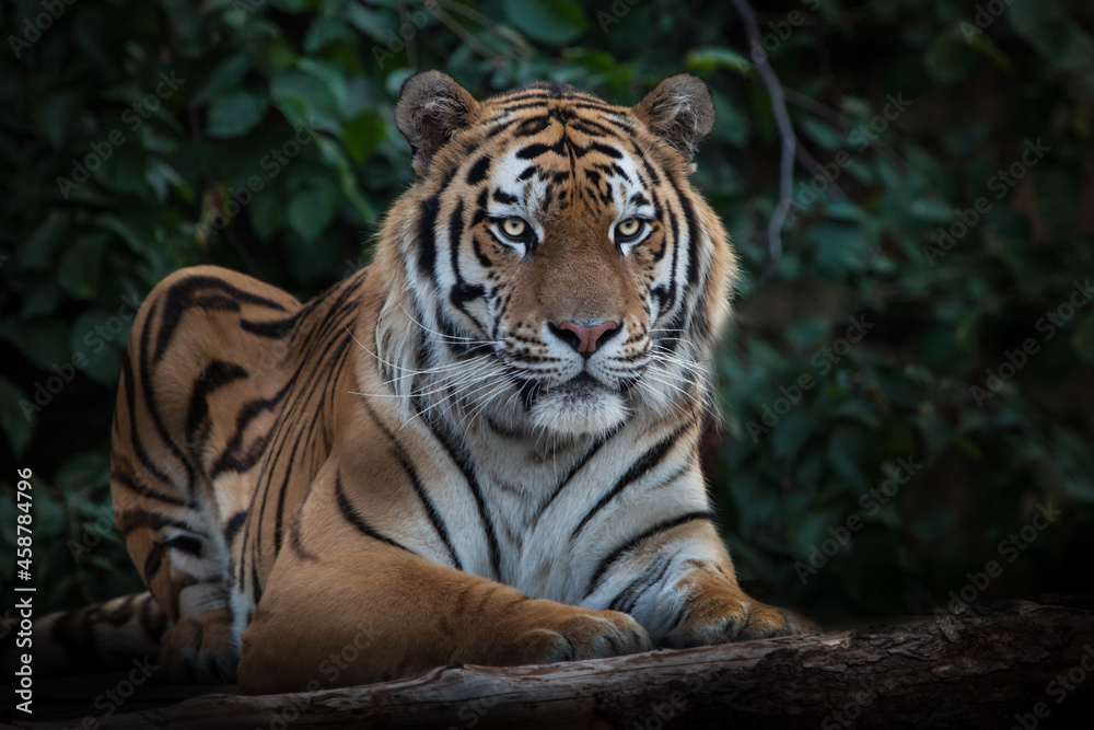 A cheerful striped tiger is looking at you full-face, the Amur tiger sits on the background of plants A cheerful striped tiger is looking at you full-face, the Amur tiger sits on the background of plants