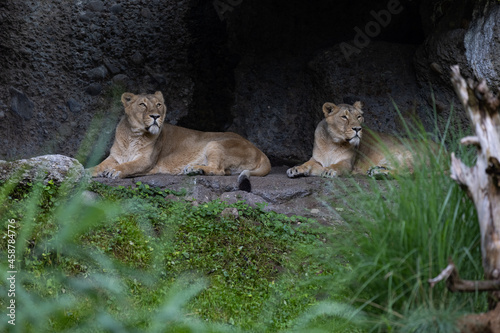 Two lions are sleeping and watching the viewers and waiting for their food. Amazing pair of lion just relaxing in the savanna. Majestic animal in the nature.