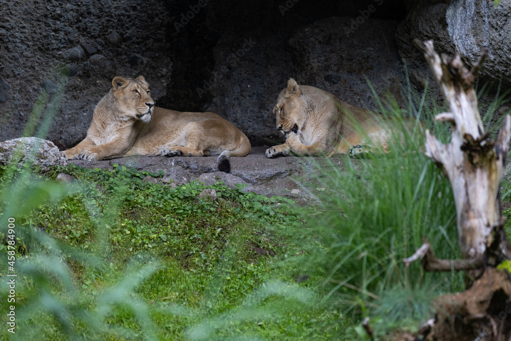 Naklejka premium Two lions are sleeping and watching the viewers and waiting for their food. Amazing pair of lion just relaxing in the savanna. Majestic animal in the nature.