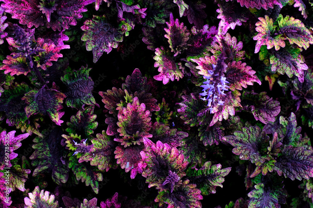 abstract backdrop or Purple leaves texture background, monsoon mood abstract backdrop or Purple leaves texture background, monsoon mood