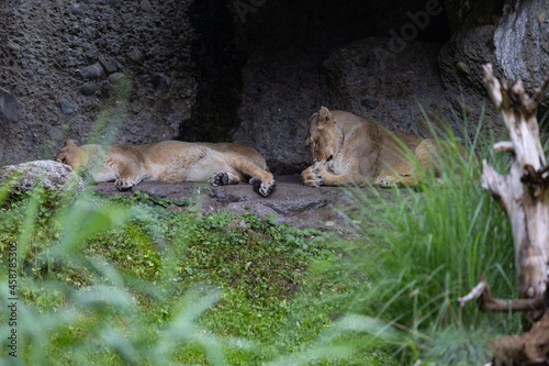 Two lions are sleeping and watching the viewers and waiting for their food. Amazing pair of lion just relaxing in the savanna. Majestic animal in the nature.