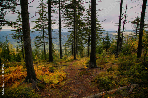 Beautiful autumn landscape in mountain and forest  