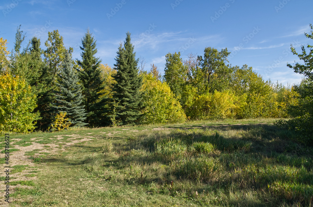 Spruce Trees in an Autumn Forest