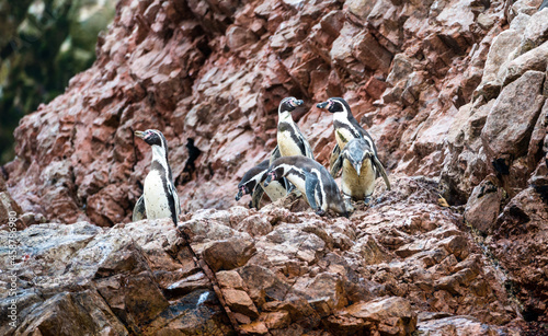 Photography Humboldt penguins on the Ballestas Islands in Peru
