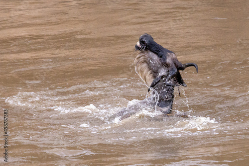 Letztes aufbäumen eines vom Krokodil erfassten Gnus im Mara River