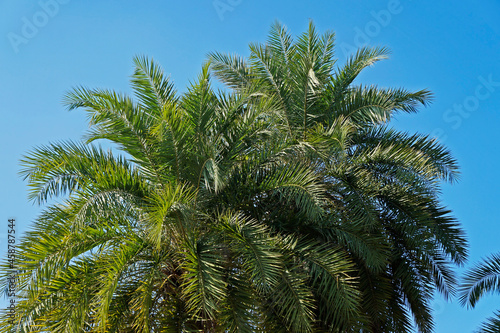 Date palm trees on garden 