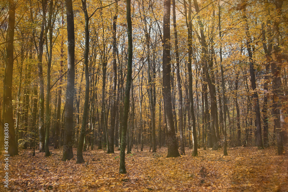 Autumn deciduous forest. Falling yellow leaves from trees. Seasons Autumn deciduous forest. Falling yellow leaves from trees. Seasons