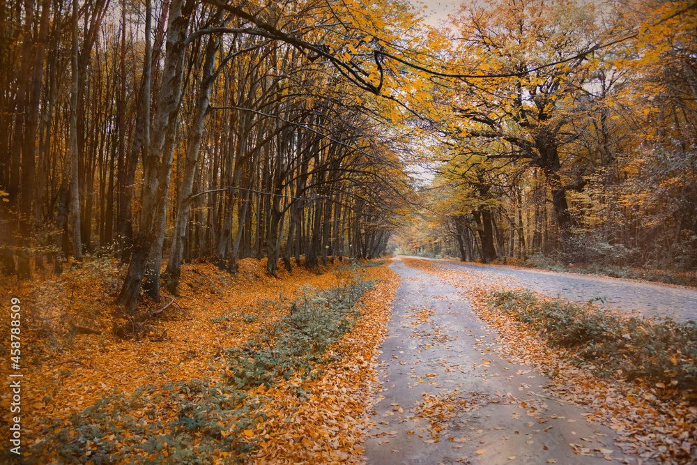 Autumn forest with the yellow trees