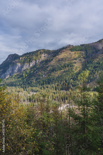 Fog in the mountain forest with yellow and red leaves, top view