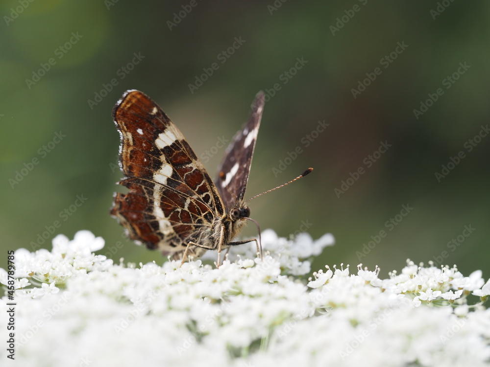 Fototapeta premium Schmetterling Landkärtchen saug Nektar aus den Blüten der wilden Möhre