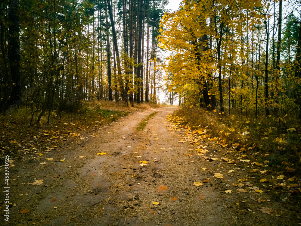 beautiful autumn background. beautiful autumn landscape. yellow forest in the sun.