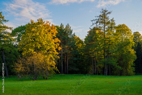 Fototapeta Naklejka Na Ścianę i Meble -  autumn trees in the park