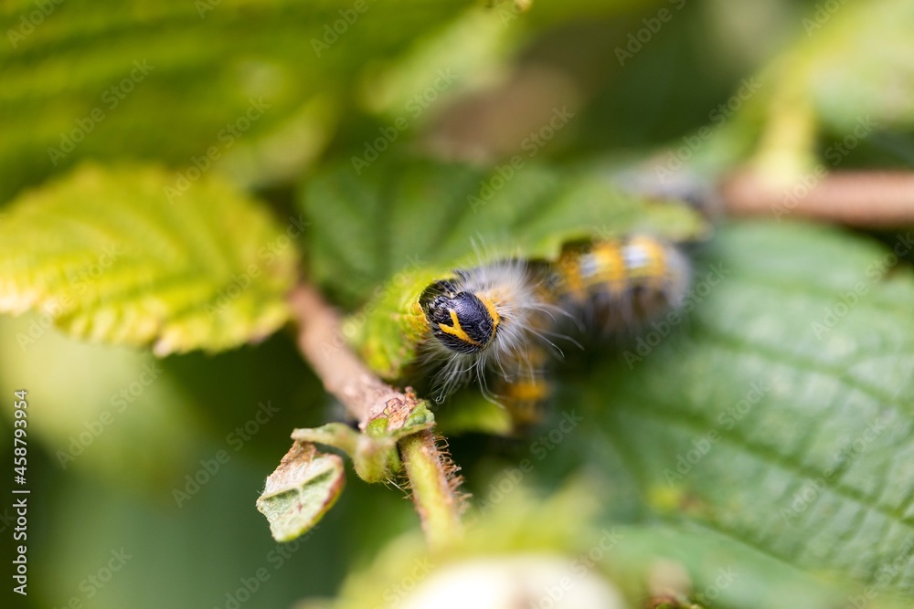 A portrait of a buff-tip caterpillar sitting on a leaf of a hazelnut tree. The insect is also called a phalera bucephala and is yellow with black stripes and has white fur. It is crawling around. A portrait of a buff-tip caterpillar sitting on a leaf of a hazelnut tree. The insect is also called a phalera bucephala and is yellow with black stripes and has white fur. It is crawling around.