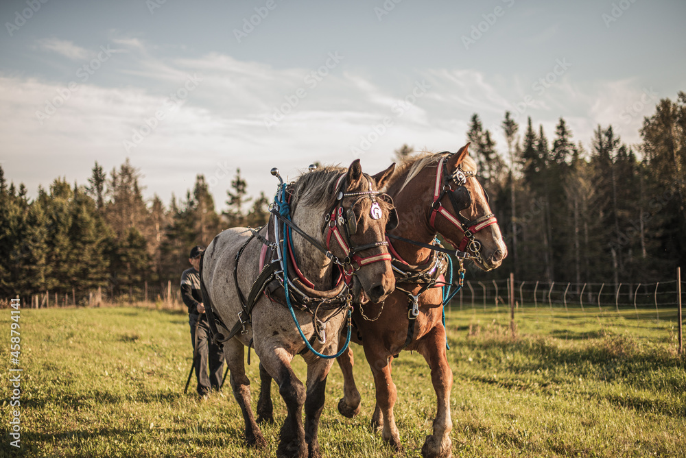 Two draft horses preparing to pull a carriage in a field outside in summer. Two draft horses preparing to pull a carriage in a field outside in summer.