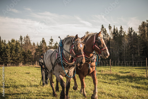 Two draft horses preparing to pull a carriage in a field outside in summer. photo