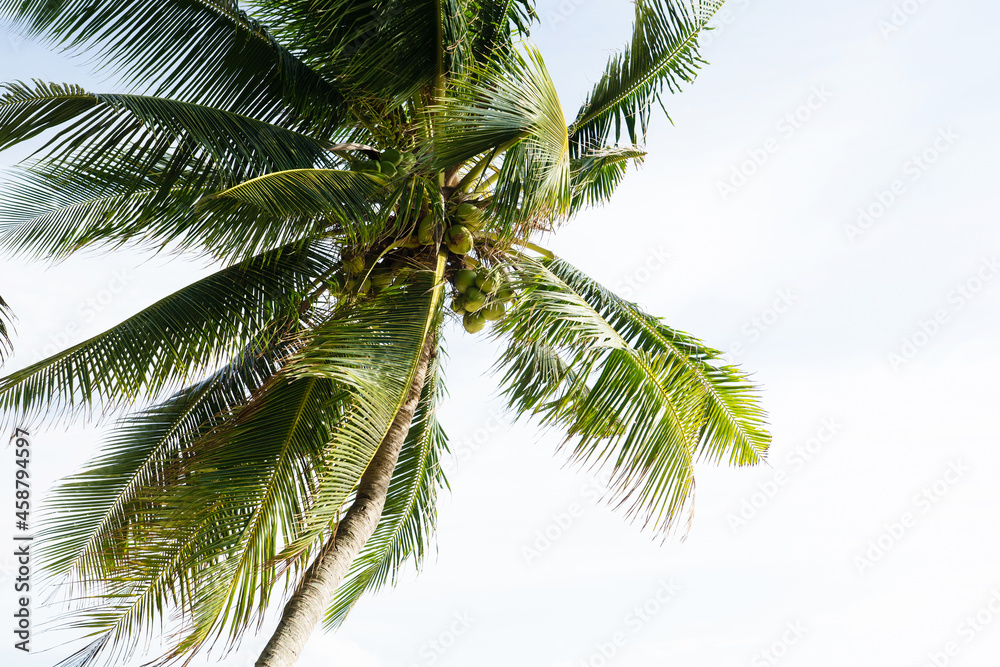Coconut tree alone on beach and white clouds blue sky.