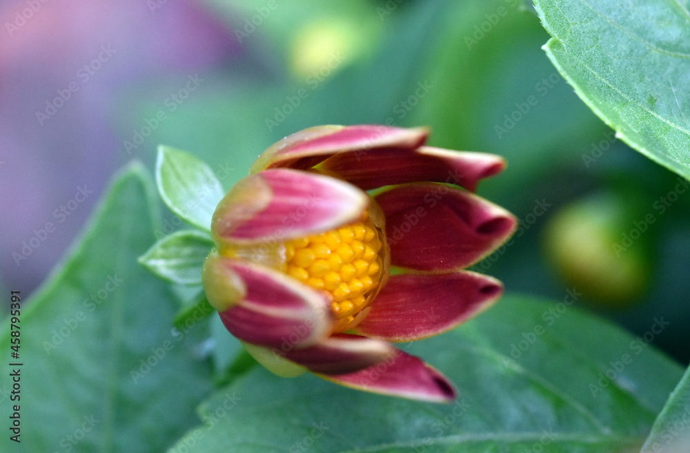 Fototapeta premium Knospe einer roten Dahlie