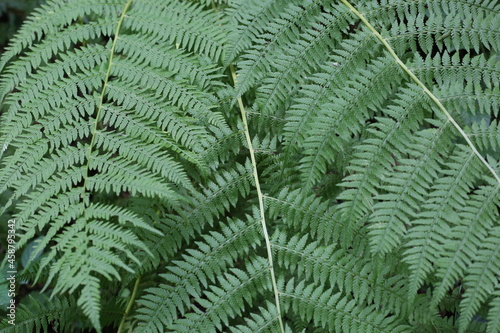 Selective focus of beautiful ferns leaves green foliage. Close up of beautiful growing ferns in the forest. Natural floral fern background in sunlight.