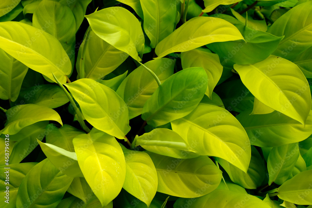Fototapeta premium abstract backdrop or fresh light green leaves texture background, monsoon mood