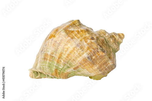 Seashell isolated on white background. Seashell close-up.