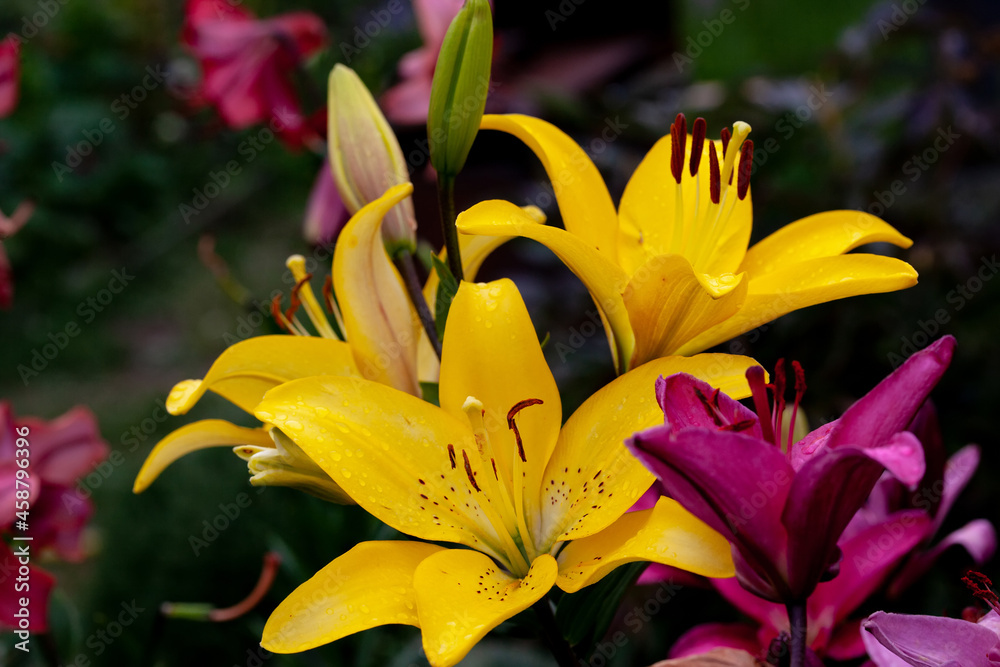 Yellow and purple lily close-up on a blurred dark background, close-up, macro. Yellow and purple lily close-up on a blurred dark background, close-up, macro.