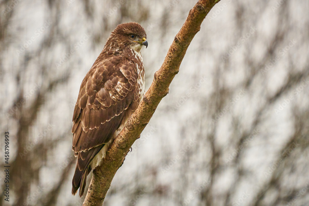 Brown kite in Vittskövle, Skåne, Sweden. This picture in taken from a hiding place. Brown kite in Vittskövle, Skåne, Sweden. This picture in taken from a hiding place.