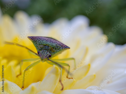 bug on flower