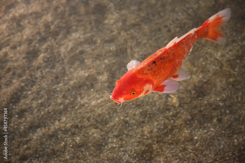 Koi carp fish swimming in the lake, blurred background