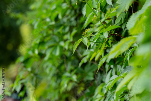 green leaves background