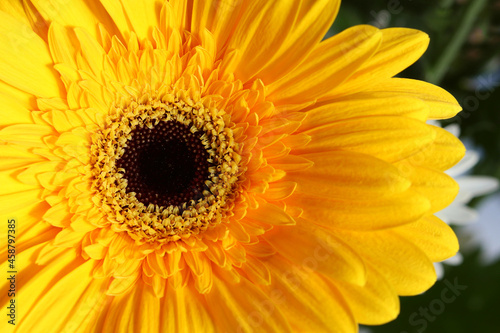 Yellow gerbera flower close-up, macro, flower background