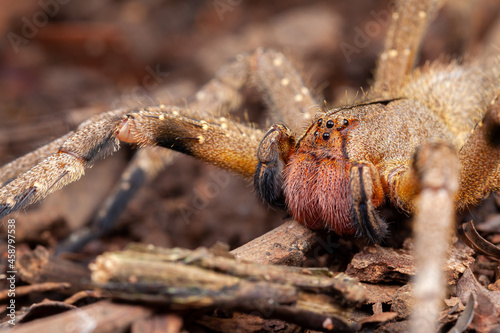 Brazilian wandering spider Phoneutria nigriventer photo