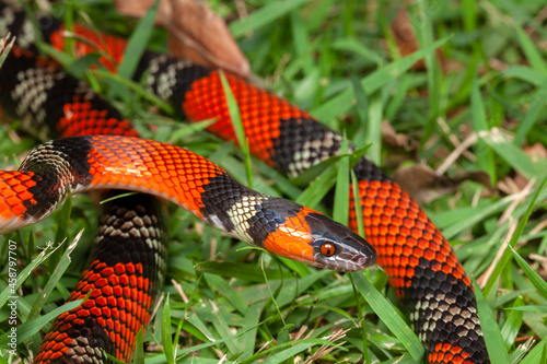 False Coral Snake Oxyrhopus guibei