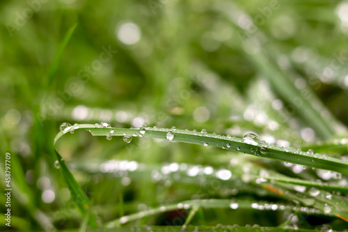 Green grass with dew drops, grass after rain. Macro