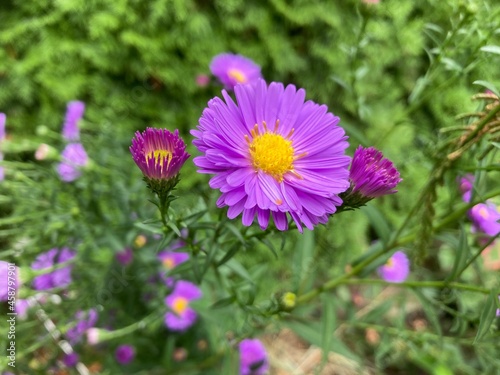 Symphyotrichum novi-belgii  formerly Aster novi-belgii   commonly called New York aster 