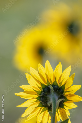 rear view of a sunflower with bright yellow petals with the background out of focus.