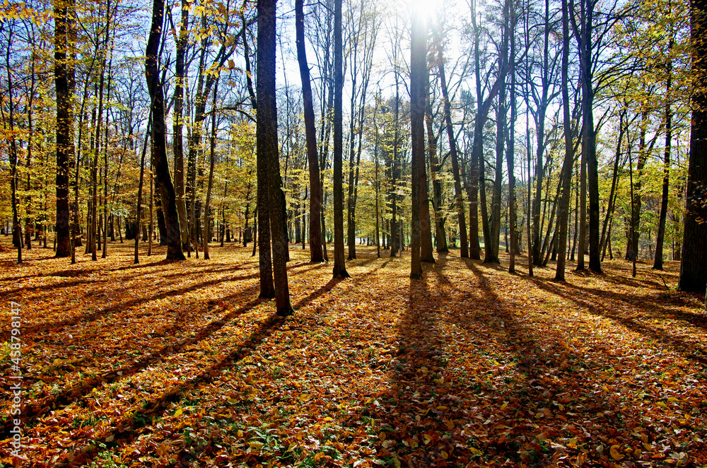 Naklejka premium Autumn in the park,shade of trees before the sun
