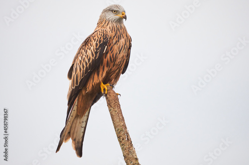 Red kite in Vittskövle, Skåne, Sweden. This picture in taken from a hiding place.
