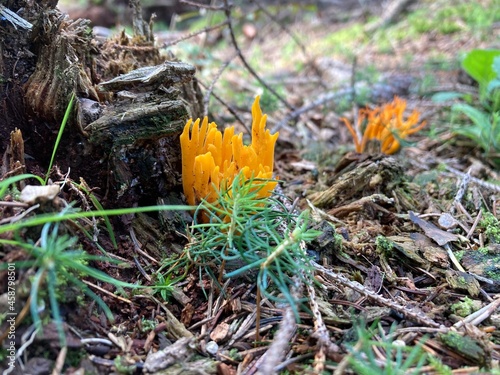 Calocera viscosa, commonly known as the yellow stagshorn