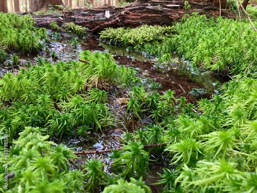 Hypnum cupressiforme, the cypress-leaved plaitmoss or hypnum moss photo