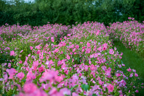 22-09-2021- Denmark-Aarhus. Red pink lavetera flowers, also called in Danish, 