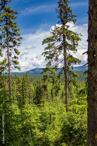 Forest walk