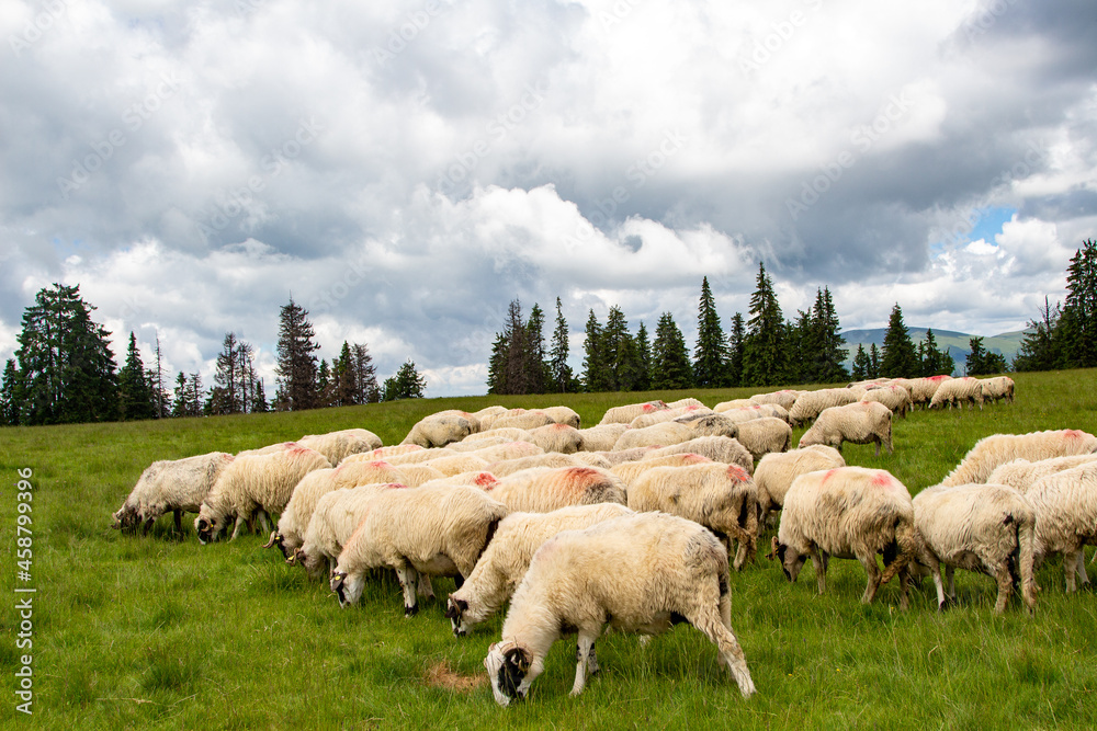 Flock of sheep in the mountains of Romania Flock of sheep in the mountains of Romania