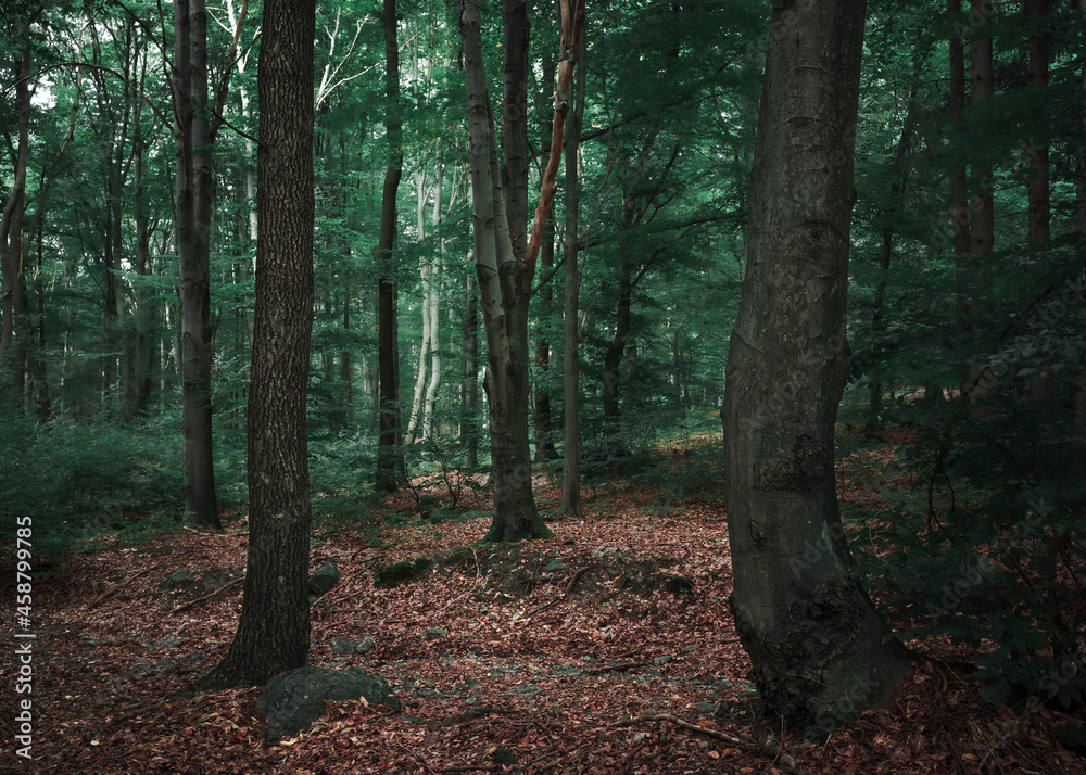 Fototapeta premium Majestic trees